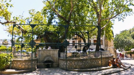 hippocrates tree